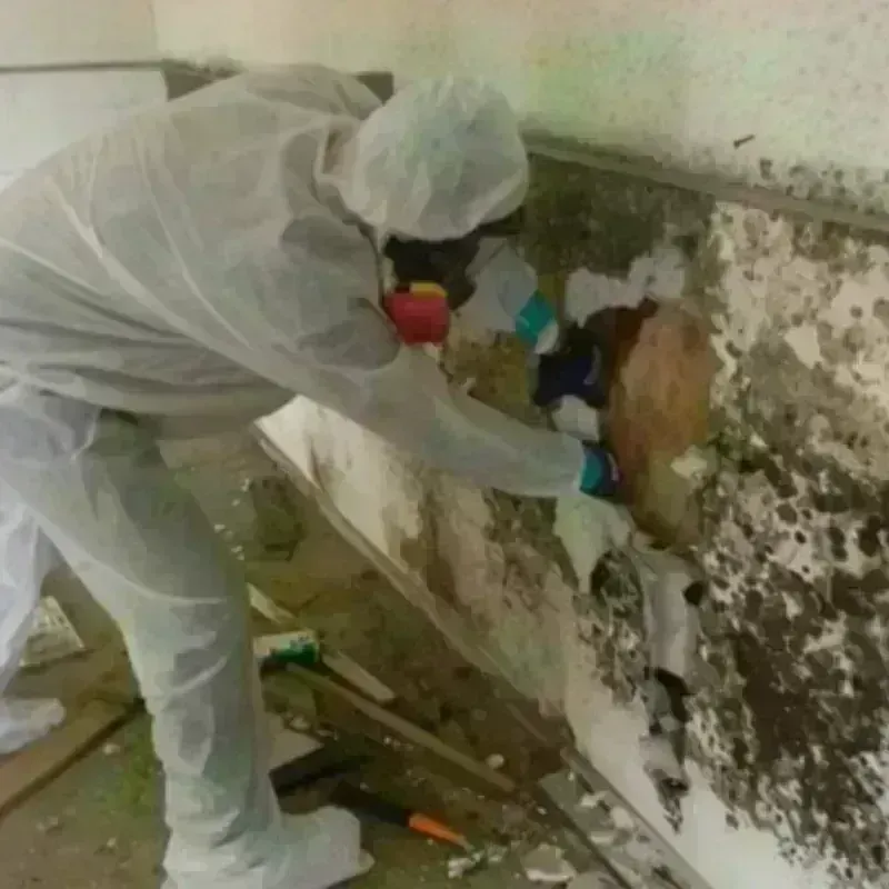 Mold Remediation and Removal in Harrington, DE